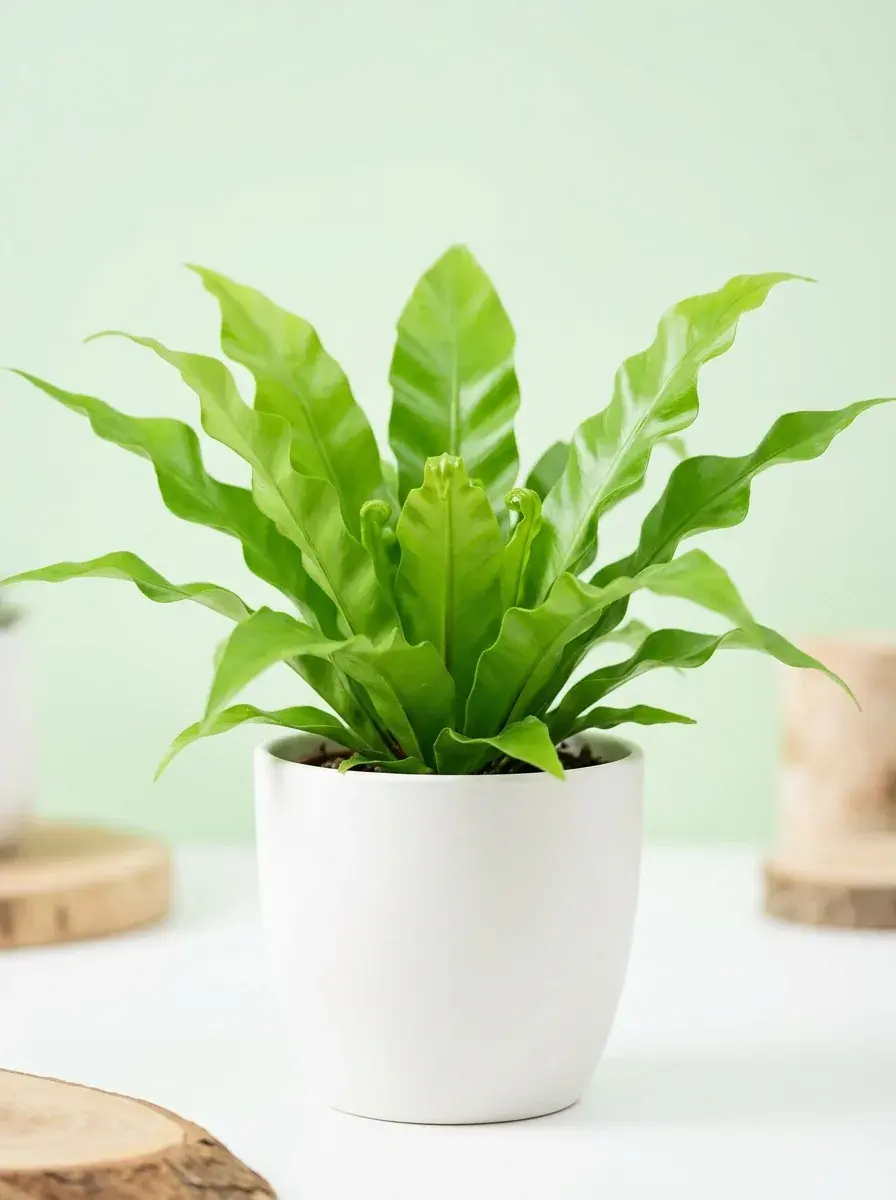 Healthy potted plant identified using Plant Identify