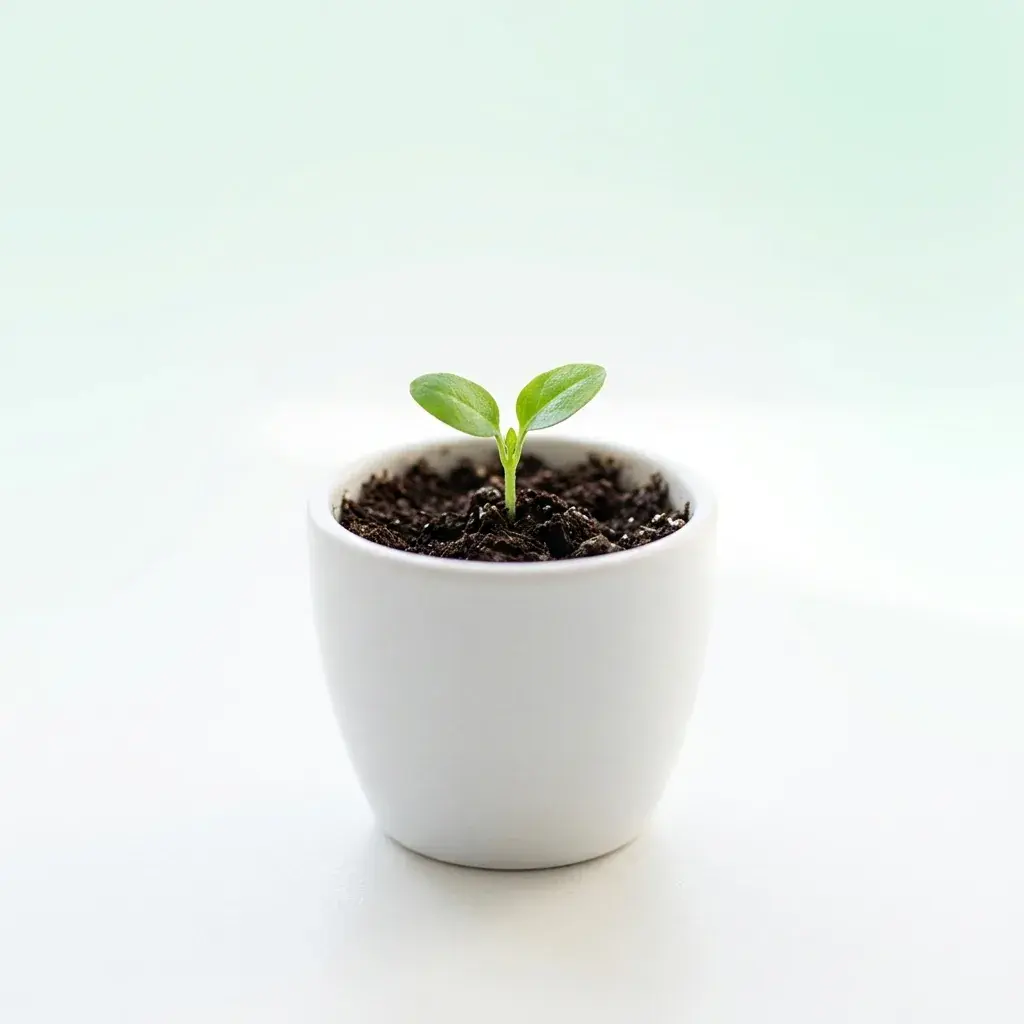 Small green sprout in a white pot