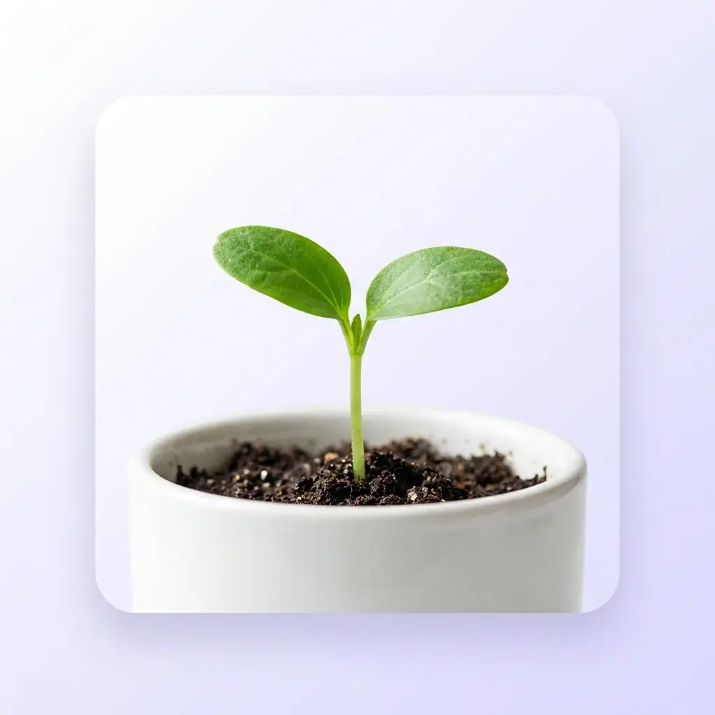 A small healthy sprout in a white pot