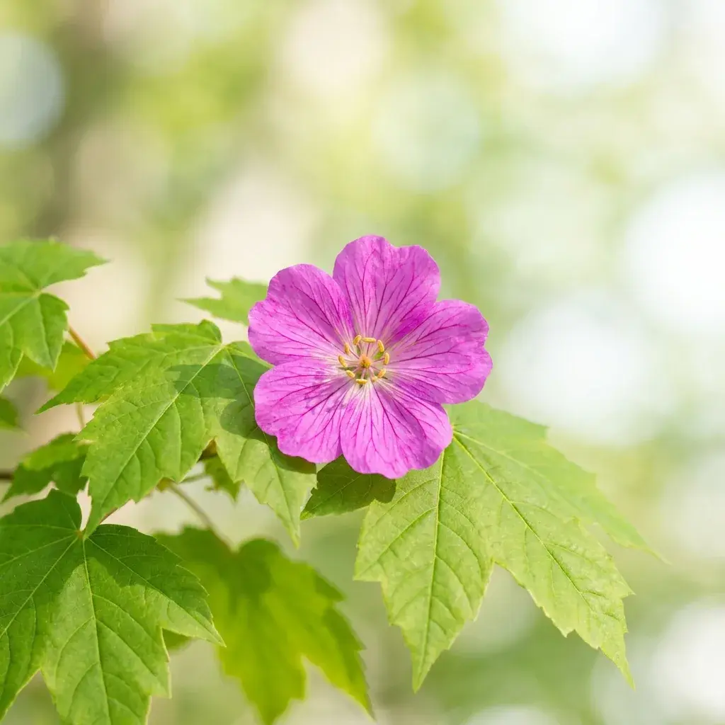 Bright outdoor flower and leaves in natural sunlight