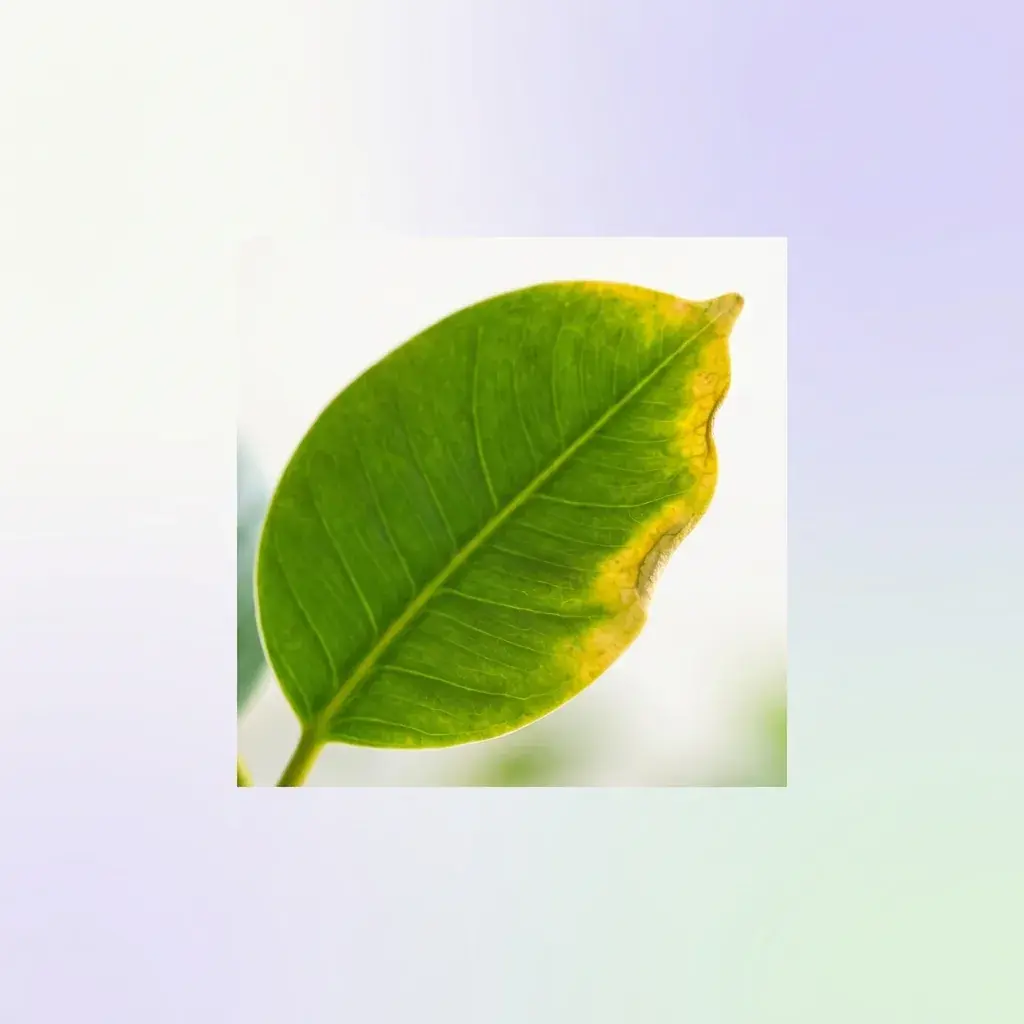 Floare vibrantă în lumină naturală